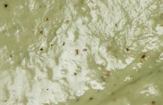 Альгинатная маска-бустер со спикулами и экстрактом центеллы VT Reedle Shot EX Cica Modeling Pack