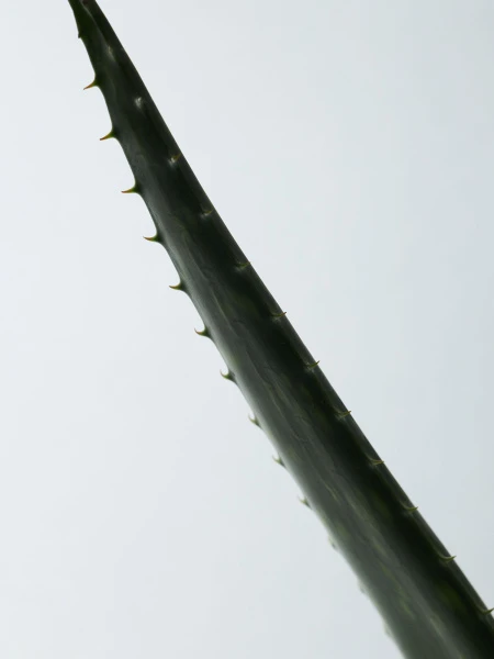 Органический увлажняющий гель алоэ вера AROMATICA Sothing Aloe Vera Gel TRAVEL Органический увлажняющий гель алоэ вера AROMATICA Sothing Aloe Vera Gel TRAVEL