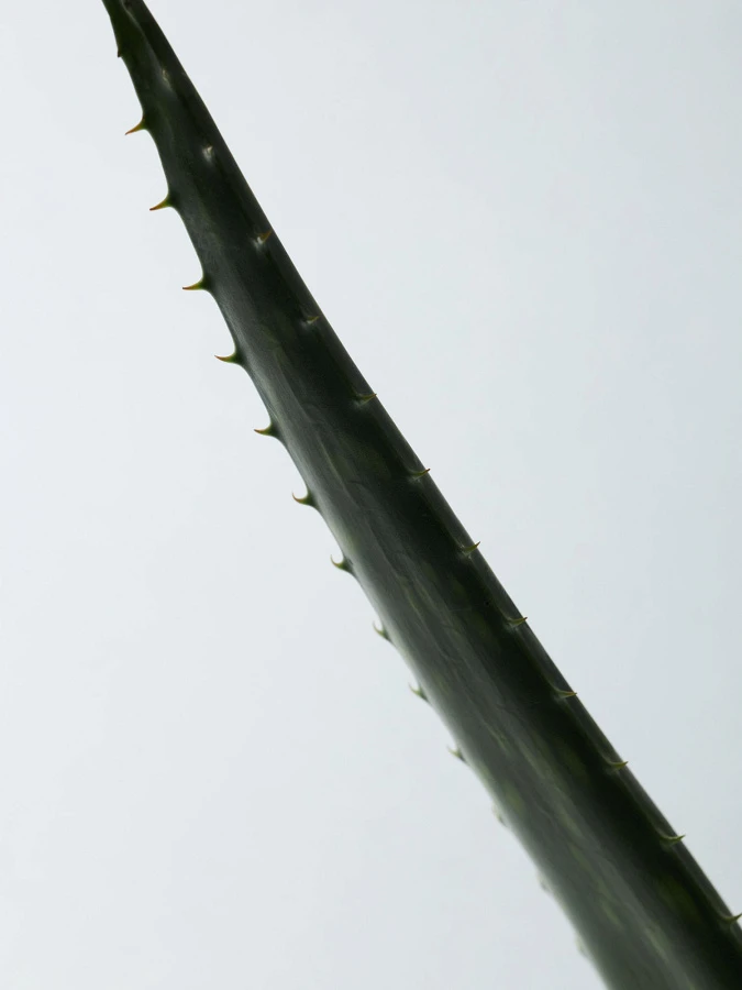 Органический увлажняющий гель алоэ вера AROMATICA Sothing Aloe Vera Gel TRAVEL