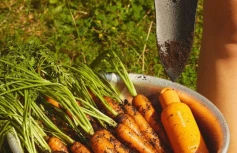 Осветляющий тонер с экстрактом моркови Papa Recipe Carrot Solution Skin