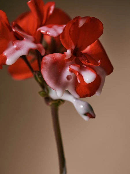 Сыворотка-спрей для поврежденных волос с пептидами Aromatica Quinoa Protein Hair Ampoule