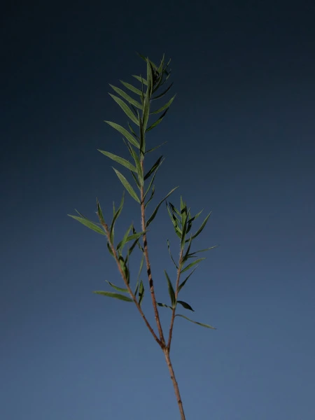 Шампунь с чайным деревом для жирной кожи головы  AROMATICA Tea Tree Purifying Shampoo