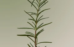 МИНИ Скраб для кожи головы с розмарином AROMATICA Rosemary Scalp Scrub