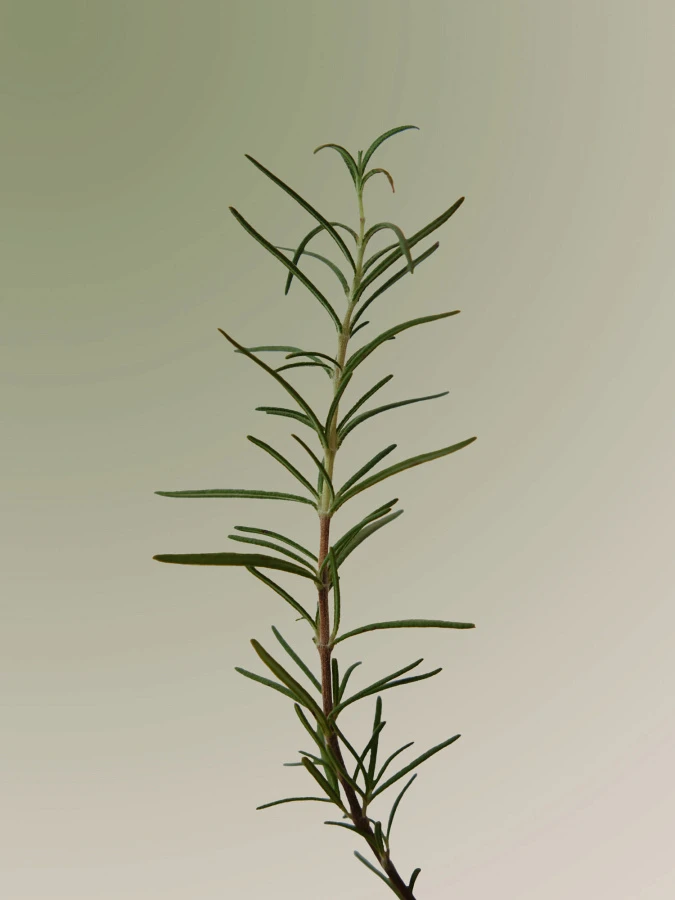 МИНИ Скраб для кожи головы с розмарином AROMATICA Rosemary Scalp Scrub МИНИ Скраб для кожи головы с розмарином AROMATICA Rosemary Scalp Scrub