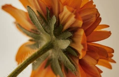 Интенсивный успокаивающий крем с календулой Aromatica Comforting Calendula Decoction Intensive Cream
