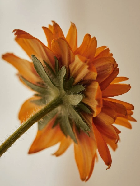 Интенсивный успокаивающий крем с календулой Aromatica Comforting Calendula Decoction Intensive Cream