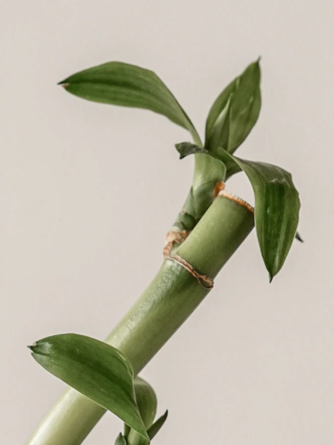 Успокаивающий гель-крем для лица с растительными экстрактами KAINE Green Calm Aqua Cream