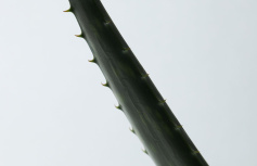 МИНИ Органический увлажняющий гель алоэ вера AROMATICA Organic Aloe Vera Gel
