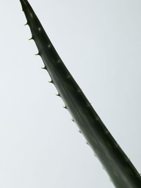 Органический увлажняющий гель алоэ вера AROMATICA Sothing Aloe Vera Gel TRAVEL Органический увлажняющий гель алоэ вера AROMATICA Sothing Aloe Vera Gel TRAVEL