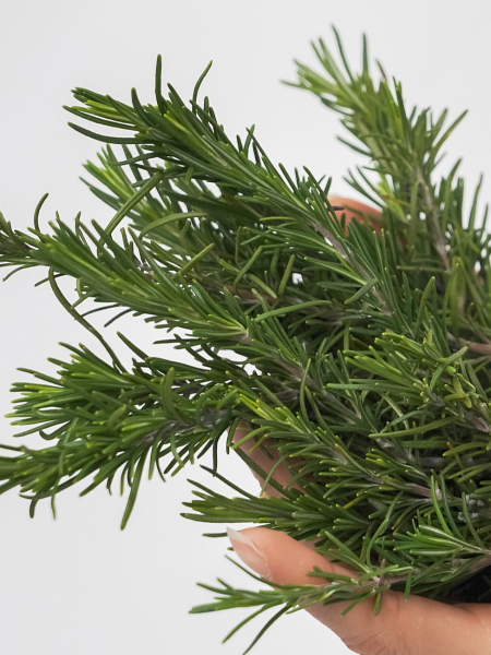 МИНИ Концентрированная Эссенция с розмарином Aromatica Vitalizing Rosemary Concentrated Essence МИНИ Концентрированная Эссенция с розмарином Aromatica Vitalizing Rosemary Concentrated Essence