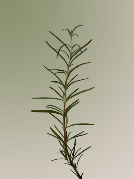 Шампунь для укрепления корней волос с розмарином AROMATICA Rosemary Scalp Scaling Shampoo Шампунь для укрепления корней волос с розмарином AROMATICA Rosemary Scalp Scaling Shampoo