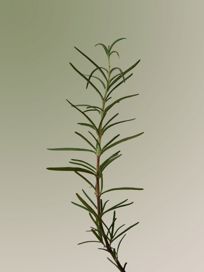 Скраб для кожи головы с розмарином AROMATICA Rosemary Scalp Scrub Скраб для кожи головы с розмарином AROMATICA Rosemary Scalp Scrub